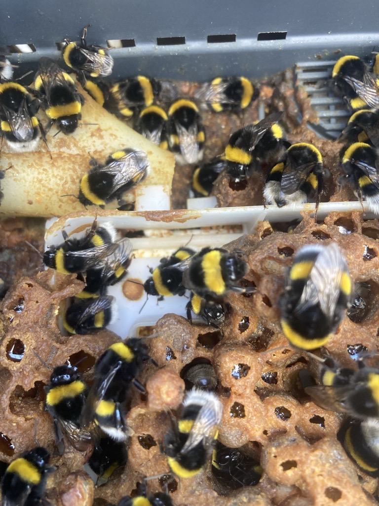 Kuva Fridheimarissa käytetystä mehiläispesästä